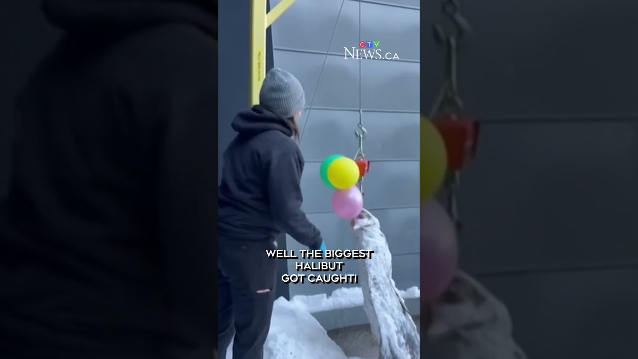 244-pound, two metre Atlantic halibut pulled through the Quebec ice