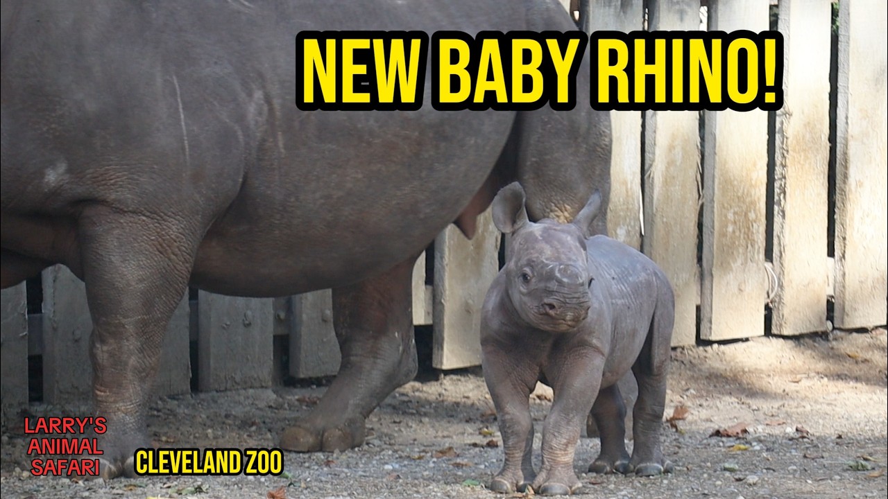 New Baby Rhino Born at Cleveland Zoo! 🦏💚 - YouTube