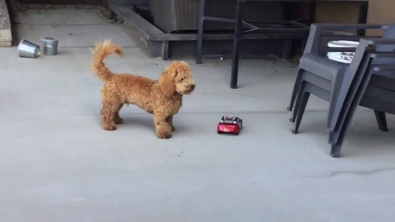 the car that ran over bronson *REVIEW* YouTube