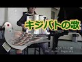 キジバトの歌 Turtle dove - Nori Nagasaka (Accordion)
