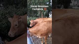 Vacas limusinas Cantabria 💢
