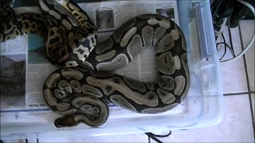 Ball Python breeding update