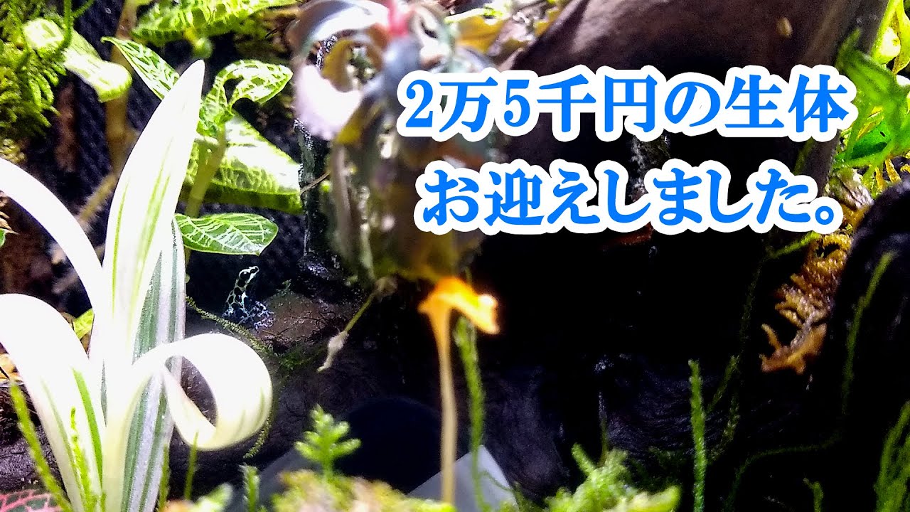 Download 円の生体お迎え ヤドクガエル