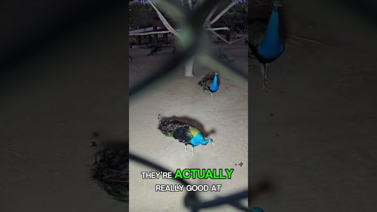 🦚Facts about Peacocks 