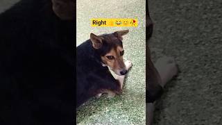 Mujh to kutte pasand hai..🫶🏻🐾😘 #shorts #youtubeshorts #doglover #petlover #cute #viral #trending