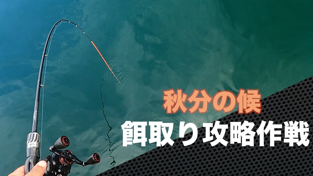 【かかり釣り】餌取りハイシーズン🍂藻津釣行編