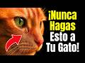 13 cosas que NUNCA debes hacer con tu gato