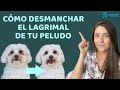 CÓMO DESMANCHAR EL LAGRIMAL DE TU PELUDO - Lauvet