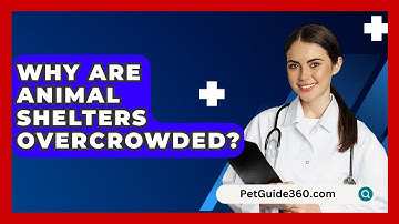 Why Are Animal Shelters Overcrowded? - PetGuide360.com