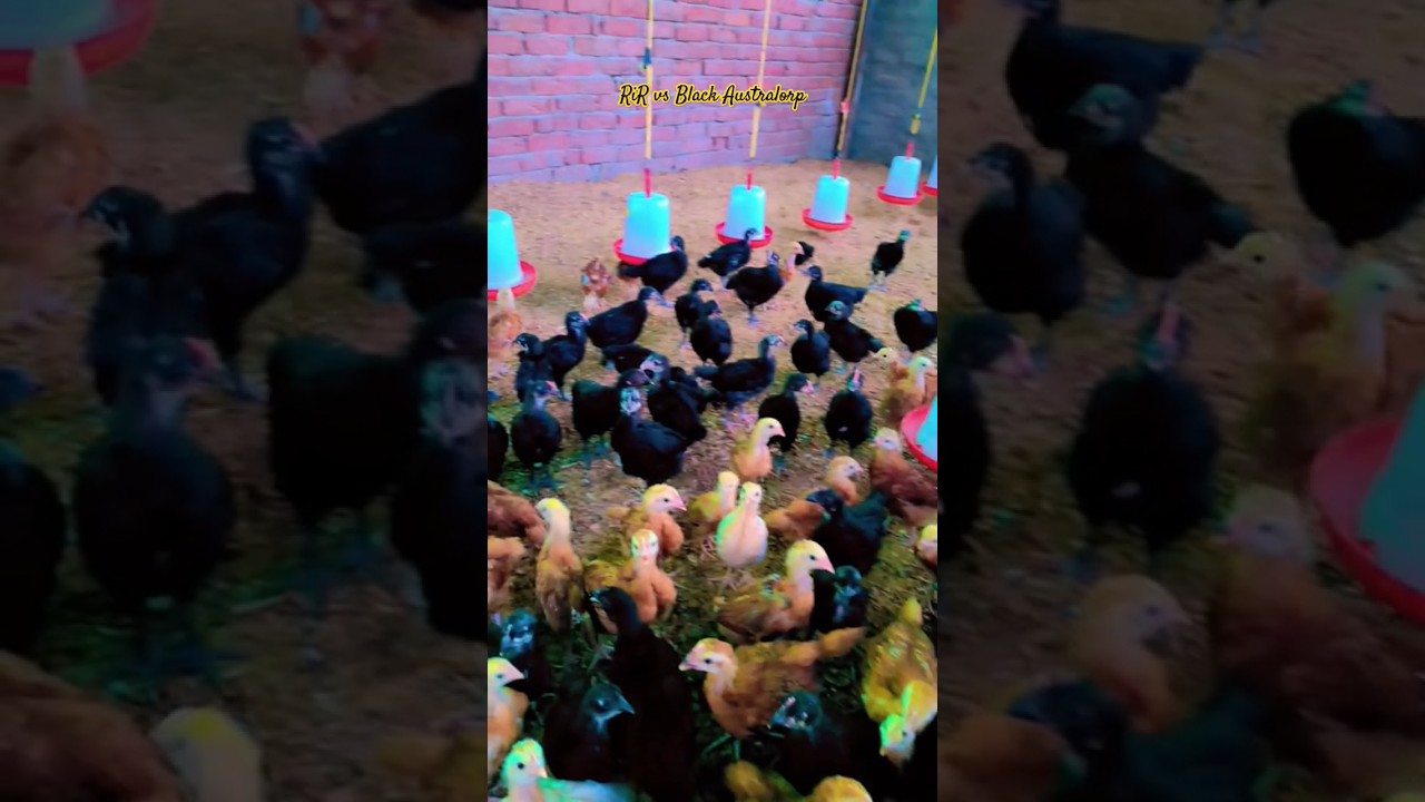 Rir vs Black Australorp 🌗 🐥