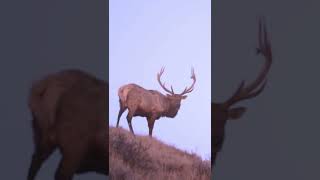 Wildlife of Theodore Roosevelt National Park