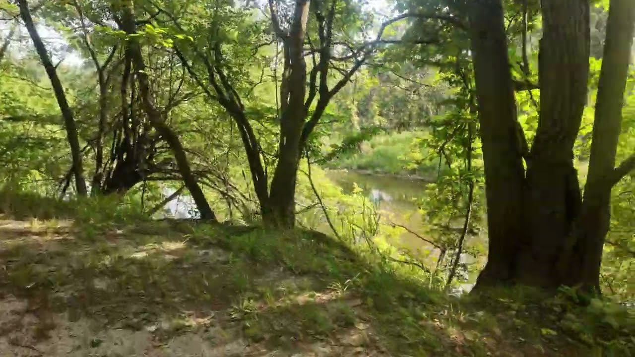 4K Virtual Forest Walk - Walking in the Woods, Catherine Chevalier Woods, Chicago, IL