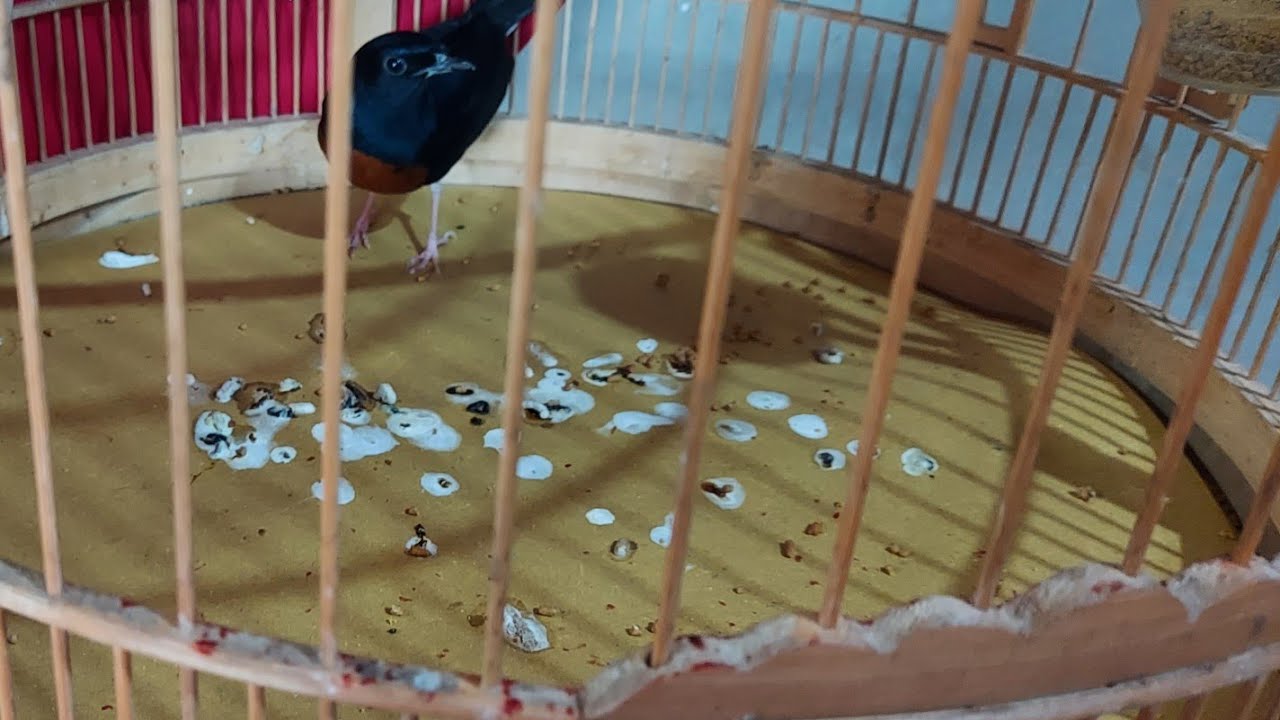 chim đang ăn cám,bỏ cám,ỉa phân trắng phân xanh cách khắc phục