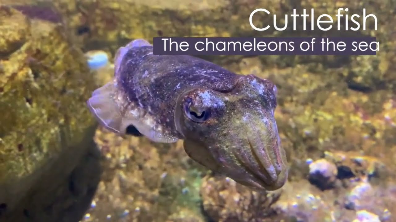 Cuttlefish use their arms to wave at each other