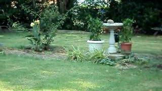 No Tail The Squirrel.AVI