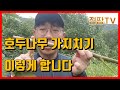 호두나무 가지치는 방법과 이유(수형관리와 정지전정, 호두나무 가위질하기, 호두나무 재배)