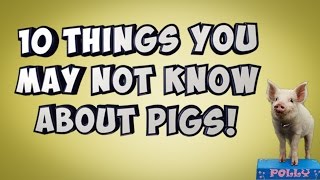 10 Things You May Not Know About Pigs