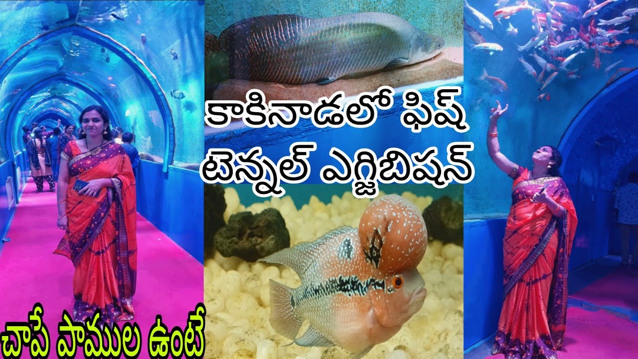 Kakinada underwater tunnel fish exhibition/ మన కాకినాడలో కొన్ని వేల