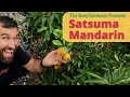 Satsuma Mandarin (tangerine) Early Harvest! - Backyard Orchard