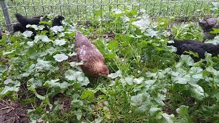 Midnight Majesty Marans and Olive Egger Chicks