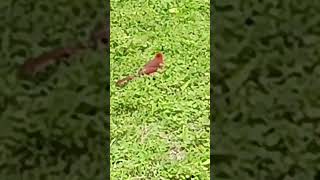 #redbirds good luck someone that passed