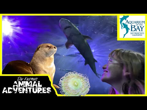 Touring the AQUARIUM OF THE BAY! (Sharks, Otters, Marine animals, and more!)