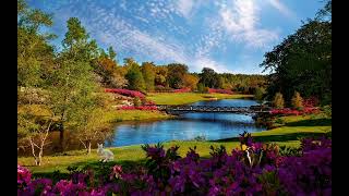 Green garden _ No copyright free video | infinite motion loop screenshot 2