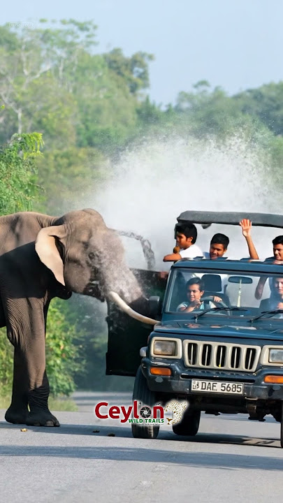 Ai skandaraja buttala kataragama road 🤪❤️🍃🌿 #whale #animals #dolphin #viralvideo #orcaattack