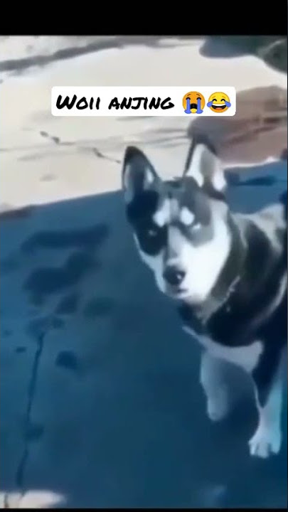 ekspresi anjing marah