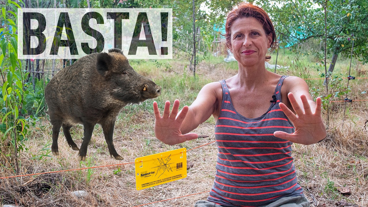 Stop CINGHIALI nell'ORTO. Ho messo il RECINTO ELETTRICO😬