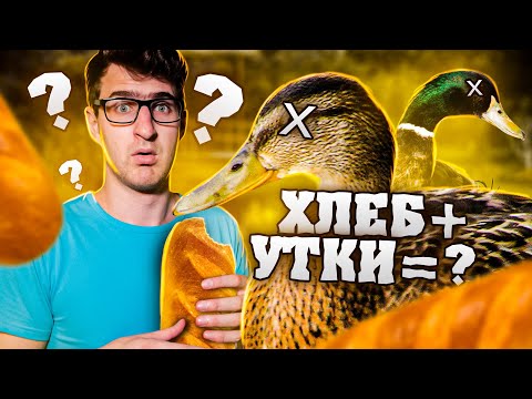 Чем кормить уток? И, что диким уткам давать нельзя?