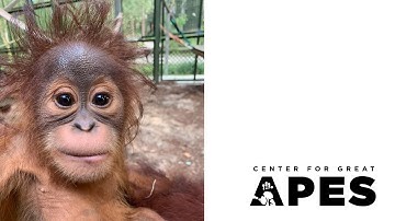 Cahaya learns brachiation (arm swinging)