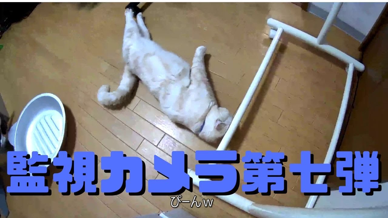癒し猫動画 第七弾監視カメラは見た 留守番中の過ごし方the Kitten Playing With Toys Was Cute Youtube