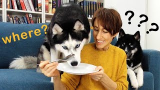 I Eat Invisible Food in Front of My Husky Dogs! Funny Dog Reacts
