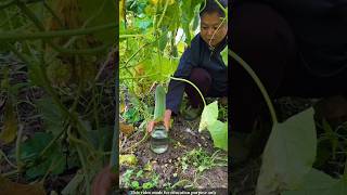 Farmers make face-cleansing masks using cucumber juice |#shortvideo