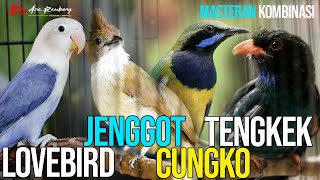 MASTERAN CUCAK CUNGKO - LOVEBIRD - CUCAK JENGGOT - TENGKEK BUTO