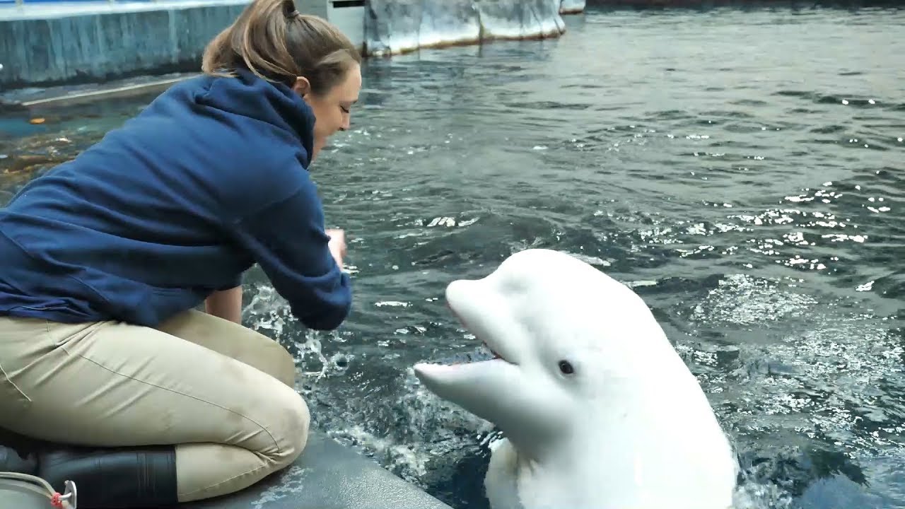 Kelsey and Her Beluga Bestie" by Aquarium Love Stories - YouTube