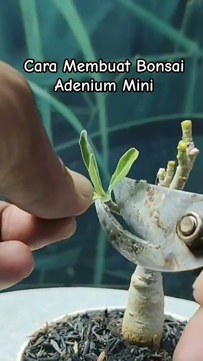 Cara Membuat Bonsai Adenium Mini