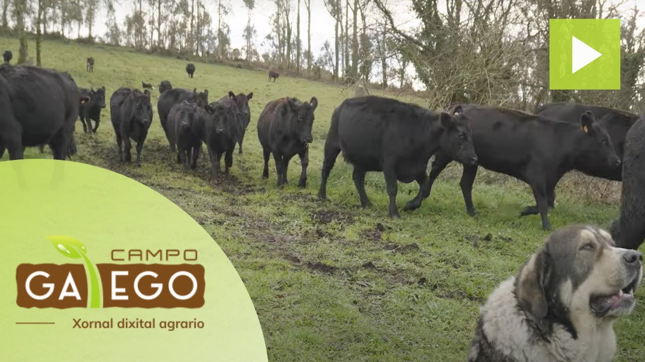 Rancho Martiño: Así traballa a maior gandería de raza Angus de Galicia