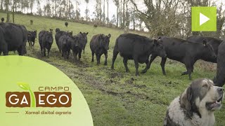 Rancho Martiño: Así traballa a maior gandería de raza Angus de Galicia