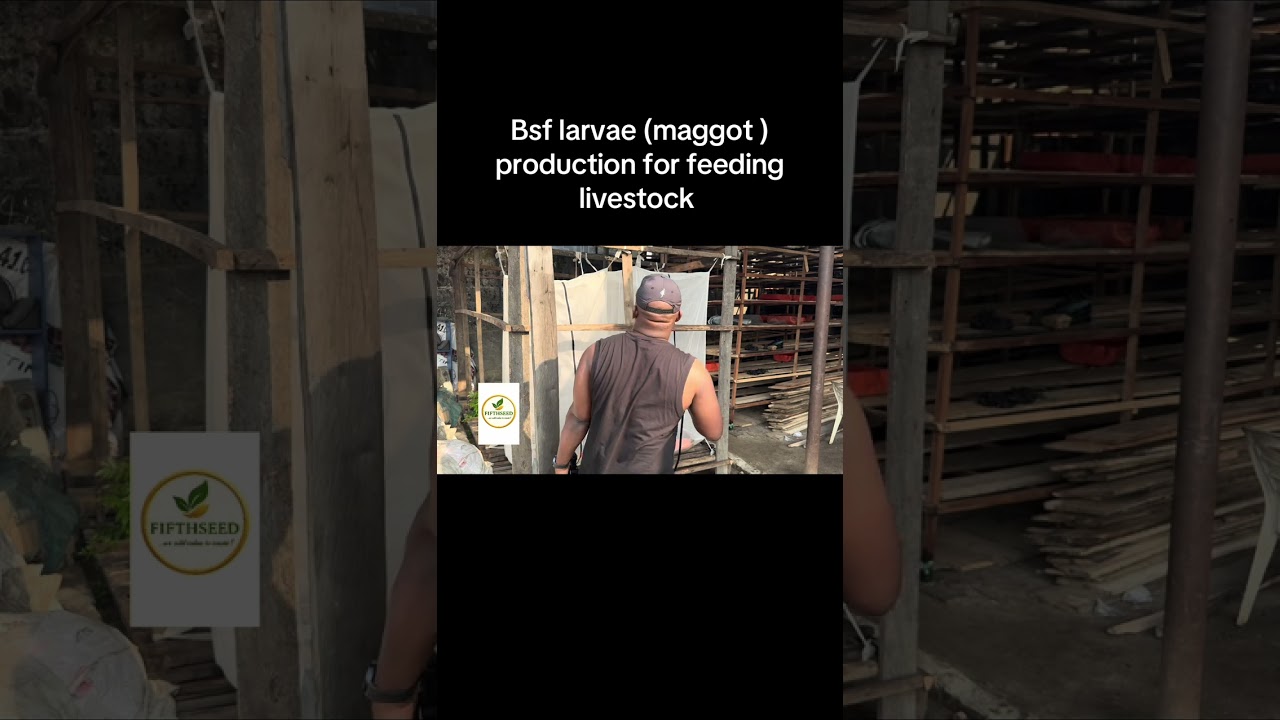 Black soldier fly larvae (maggot ) production at the Fifthseed facility in Portharcourt 