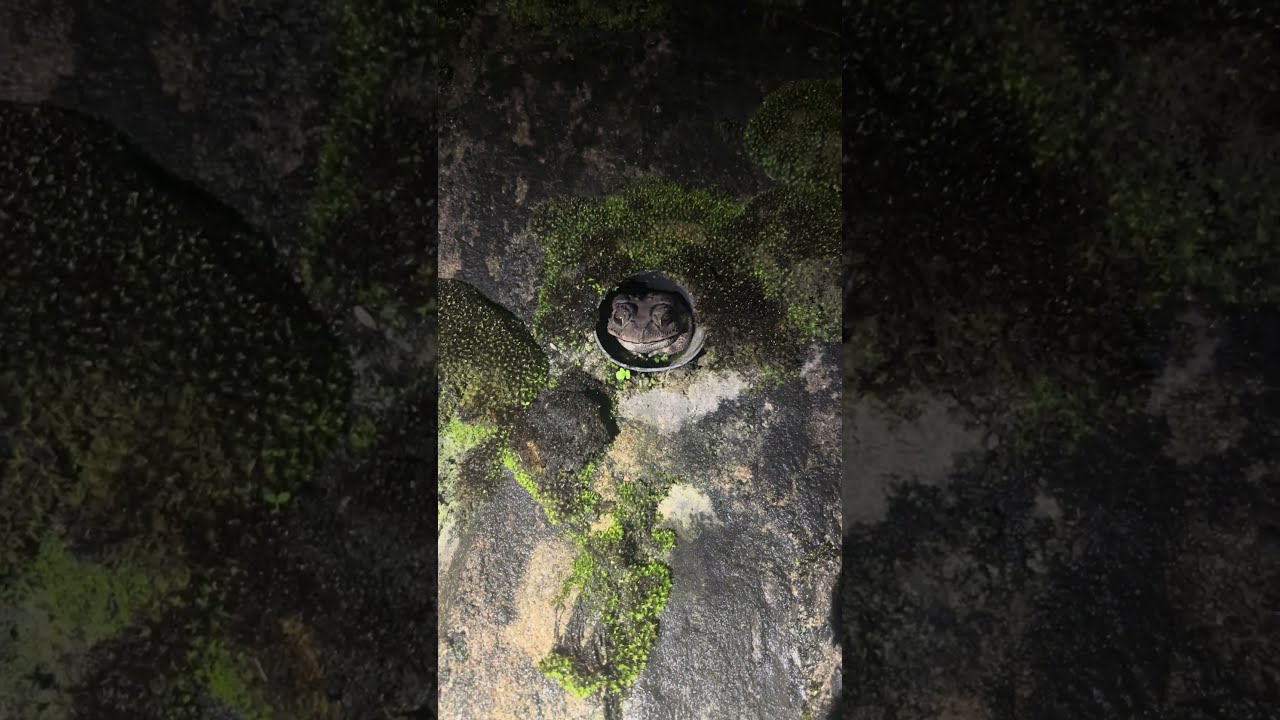 Toad in the Hole (Literally!) 🐸 