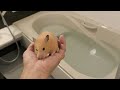 ハムスターをお風呂に入れてシャンプーする