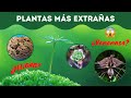 TOP 5 PLANTAS MÁS EXTRAÑAS