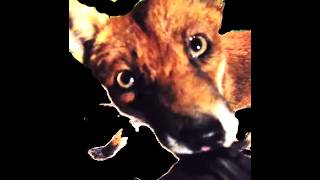 Fox Bites Me Gently