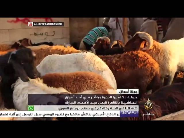 الجزيرة مباشر في أحد أسواق الماشية بالقاهرة قبيل عيد الأضحى المبارك
