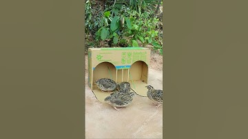 Best Creative Method Bird Trap - Quail Trap #amazing bird trap #shorts