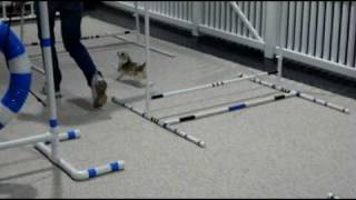 Page Agility 2; Intro To Obstacles, Week 3