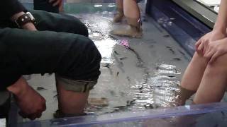 Doctor fish in Kotohira, Shikoku by Samuel Leiter 787 views 14 years ago 1 minute, 3 seconds