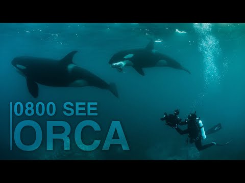 0800 SEE ORCA - Das Abenteuer meines Lebens | Folge 1